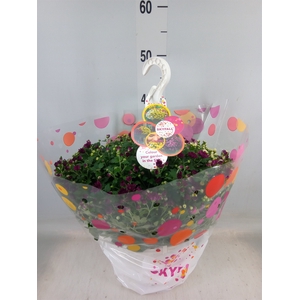 Chrysanthemum  'Skyfall'  ..mix