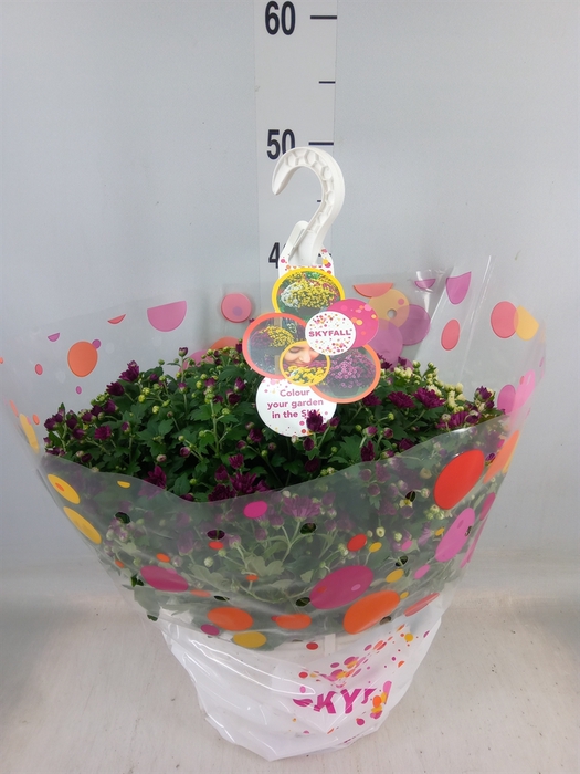 <h4>Chrysanthemum  'Skyfall'  ..mix</h4>