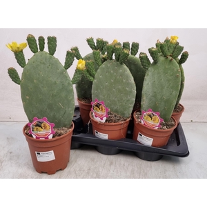 OPUNTIA