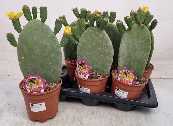 <h4>OPUNTIA</h4>