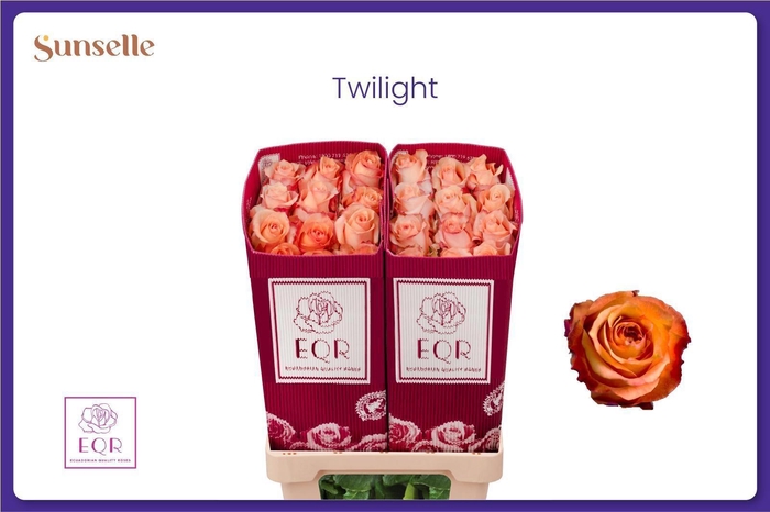 <h4>R GR TWILIGHT@</h4>