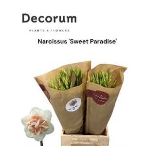 Narc Du Sweet Paradi