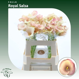 ZANT ROYAL SALSA
