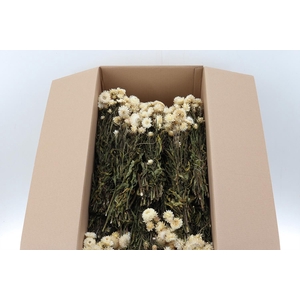 Helichrysum White 70cm