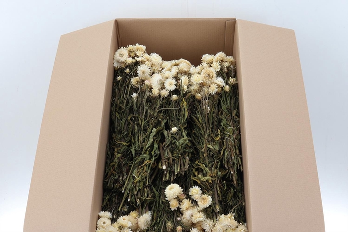 <h4>Helichrysum White 70cm</h4>