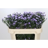 Aster Baby Blue