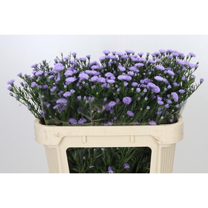 Aster Baby Blue