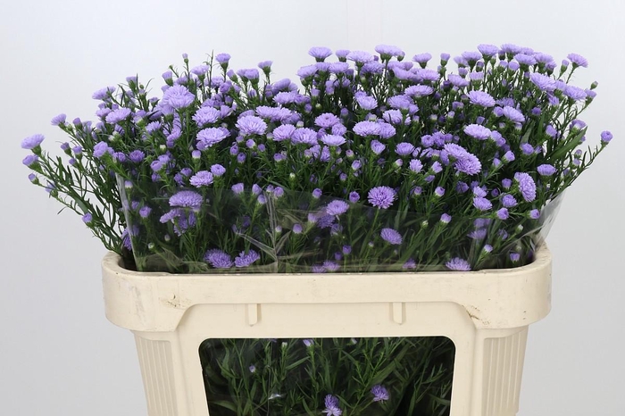 Aster Baby Blue