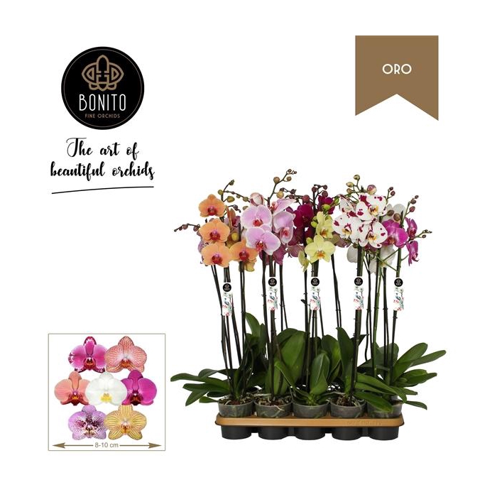 <h4>Phal. Oro mix - 2-Tak met 8 kleuren</h4>