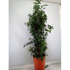 Ficus benja. 'Danielle'