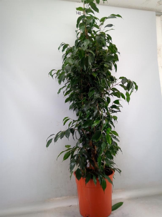 <h4>Ficus benja. 'Danielle'</h4>
