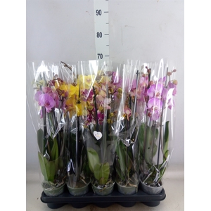 Phalaenopsis   ...mix  5
