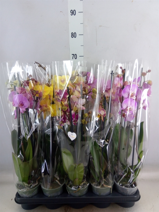 <h4>Phalaenopsis   ...mix  5</h4>