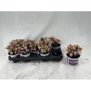 FUCHSIA B F GEM
