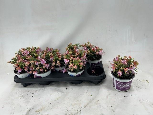 <h4>FUCHSIA B F GEM</h4>