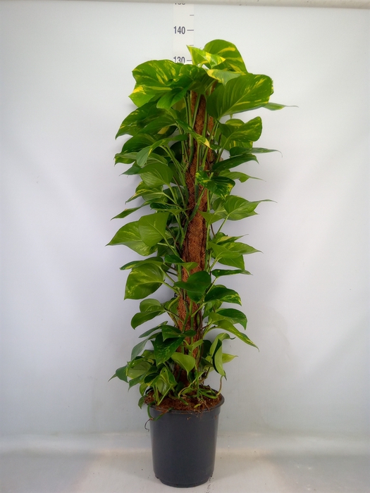 <h4>Epipremnum pinn.   ...moss stick</h4>