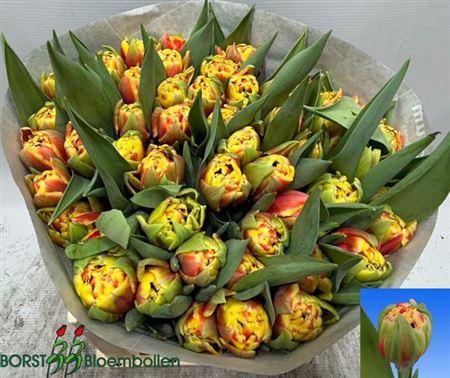 <h4>Tu Du Cannonball</h4>