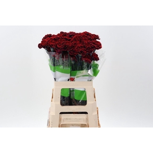 Dian. ST. Tinted Christmas Dream