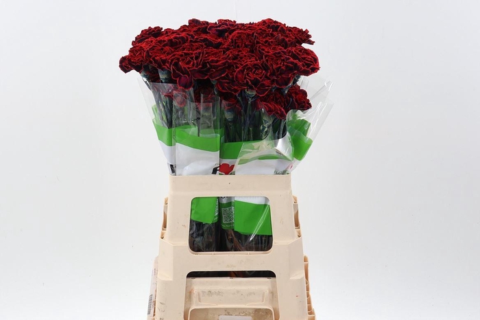 <h4>Dian. ST. Tinted Christmas Dream</h4>