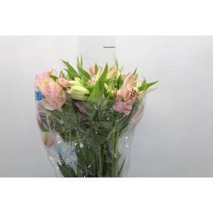ALSTROEMERIA DUBAI 080 CM