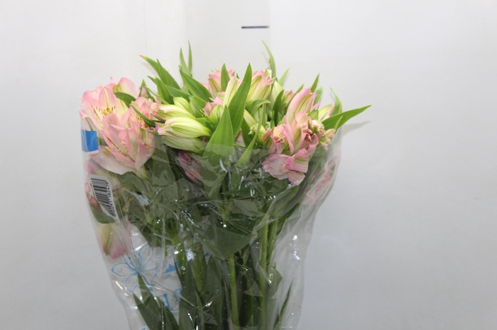 <h4>ALSTROEMERIA DUBAI 080 CM</h4>