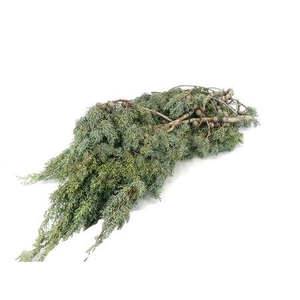 CYPRESSE ARIZONICA  5 KG