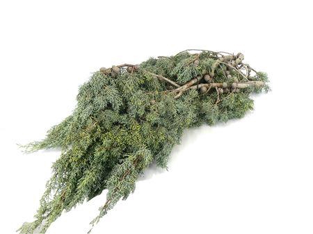 <h4>CYPRESSE ARIZONICA  5 KG</h4>