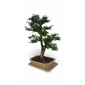 Ligustrum sinensis, Pot 30cm., Height 65cm. (Single item)