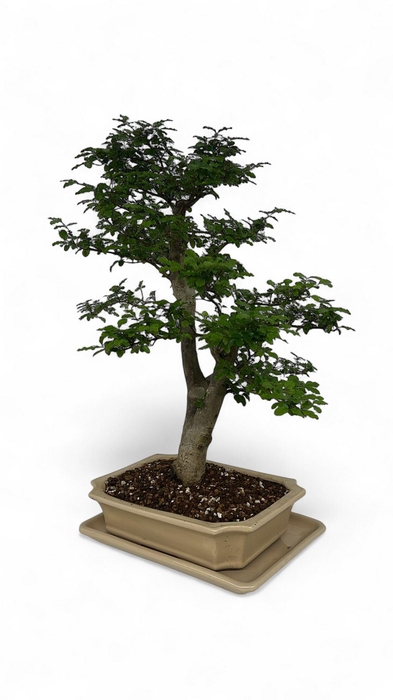 <h4>Ligustrum sinensis, Pot 30cm., Height 65cm. (Single item)</h4>