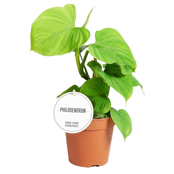 <h4>Philodendron Peru</h4>