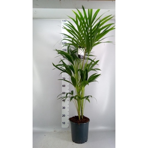 Howea forsteriana