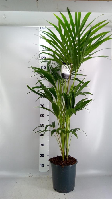 <h4>Howea forsteriana</h4>