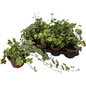 Hedera helix Goldchild