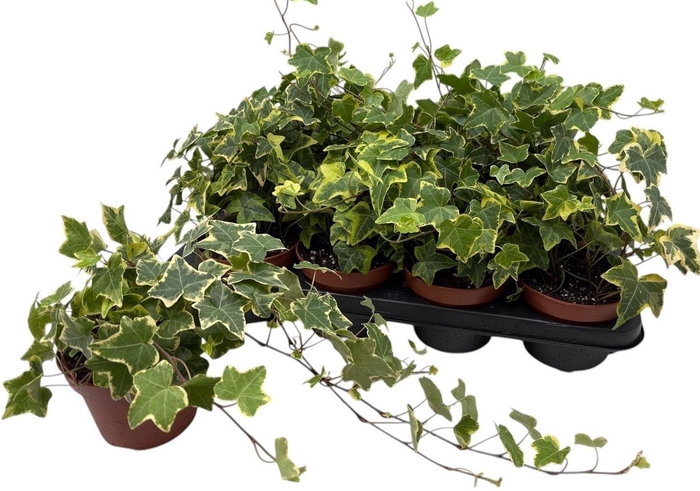 <h4>Hedera helix Goldchild</h4>