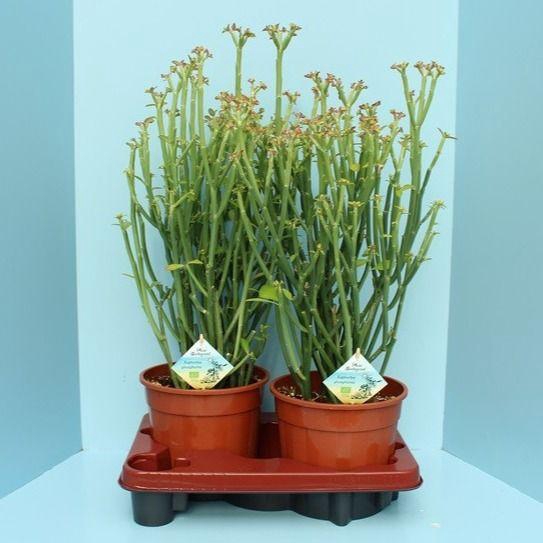 <h4>Bio Euphorbia phosphorea 320PH19</h4>