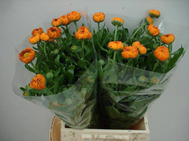 <h4>CALEND GREEN SPOT OR</h4>