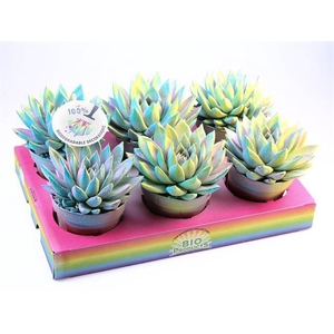 ECHEVERIA MULTI GLITTER MIX P12