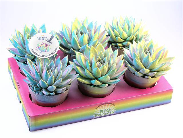 <h4>ECHEVERIA MULTI GLITTER MIX P12</h4>