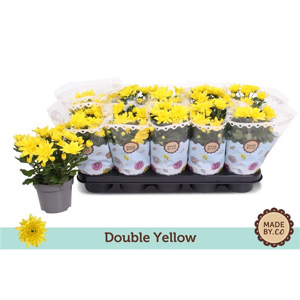 <h4>Chrysanthemum  Indicum Double Jaune</h4>