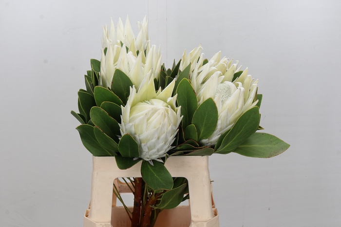 <h4>Protea Cyn. Ayoba Arctic Ice</h4>