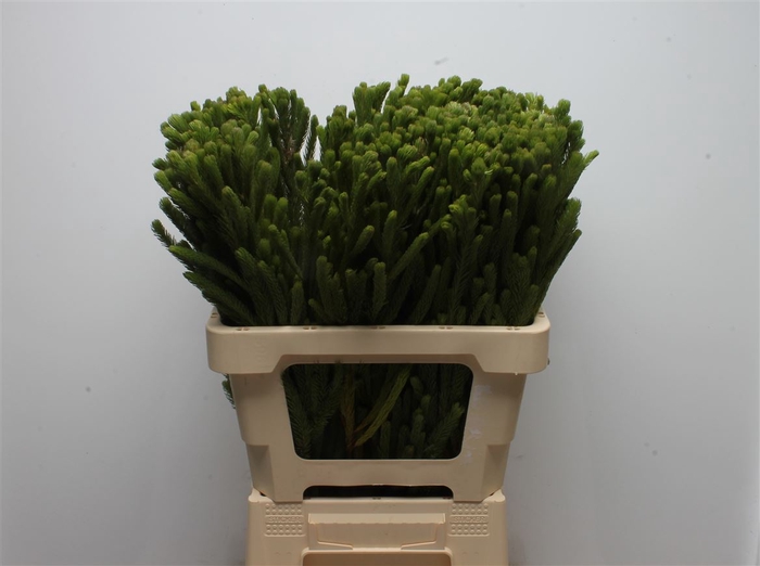 <h4>Kaaps Brunia Albiflora Green</h4>