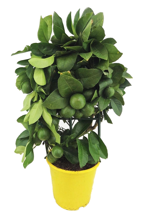 <h4>Citrus lemon</h4>