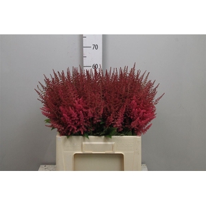 Astil Ar Else Schluc