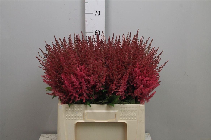 <h4>Astil Ar Else Schluc</h4>