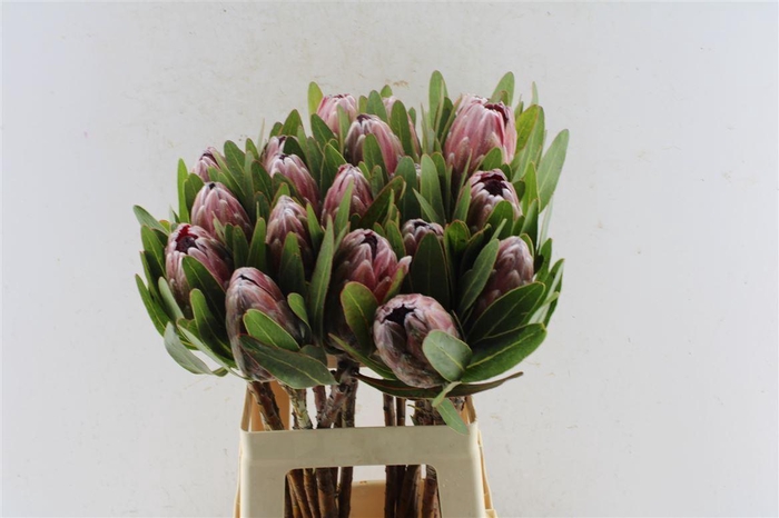 <h4>Protea Pink Ice</h4>