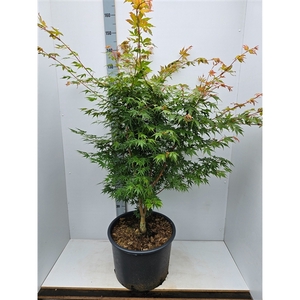 Acer palmatum 'Sangokaku'