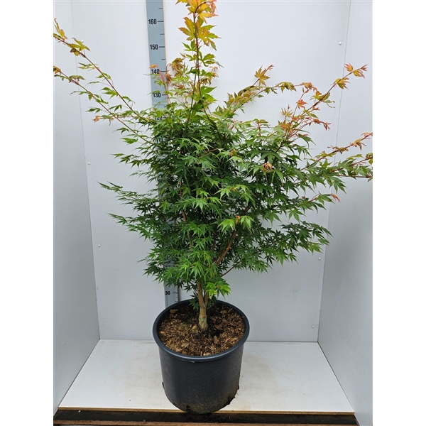 <h4>Acer palmatum 'Sangokaku'</h4>