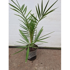 Phoenix Canariensis