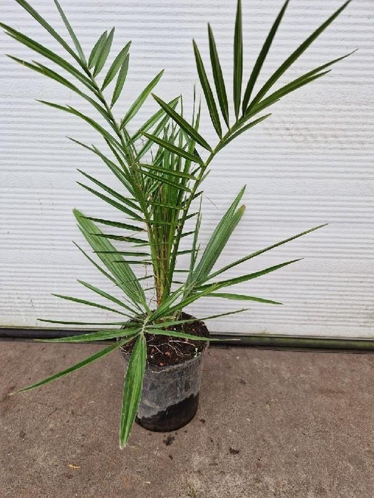 <h4>Phoenix Canariensis</h4>