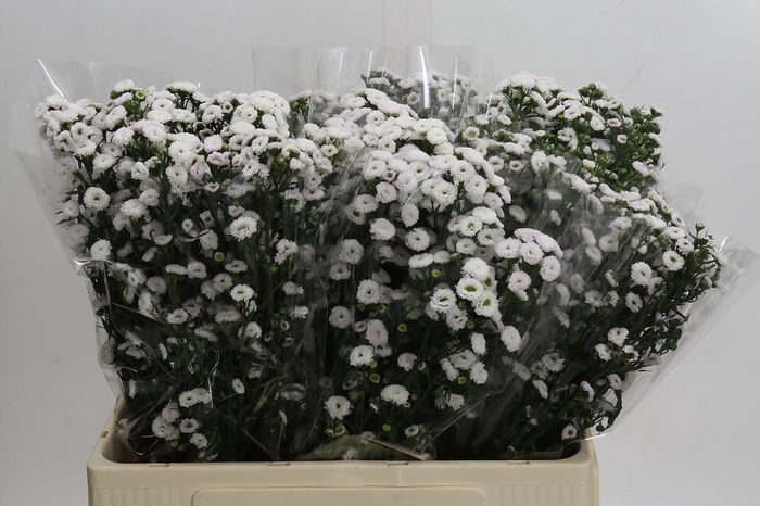 <h4>Aster White Gypsy</h4>